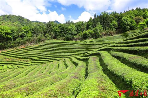 福建茶風水